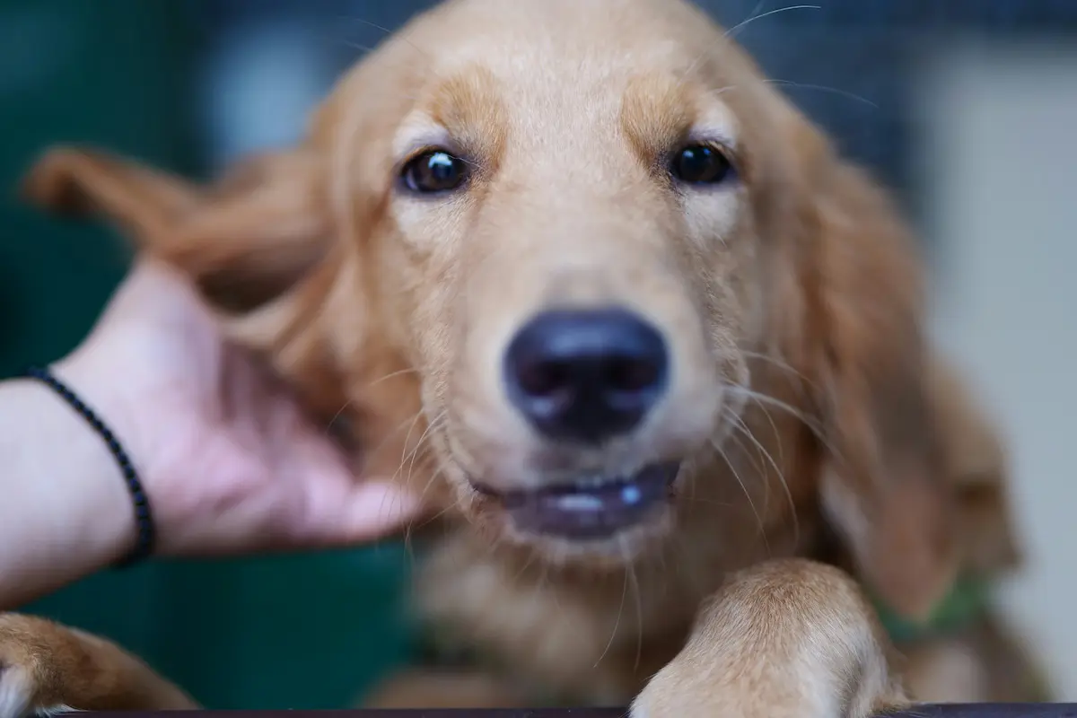 Best Dog Food for Allergies 2026 — Vet-Recommended Options — featured image