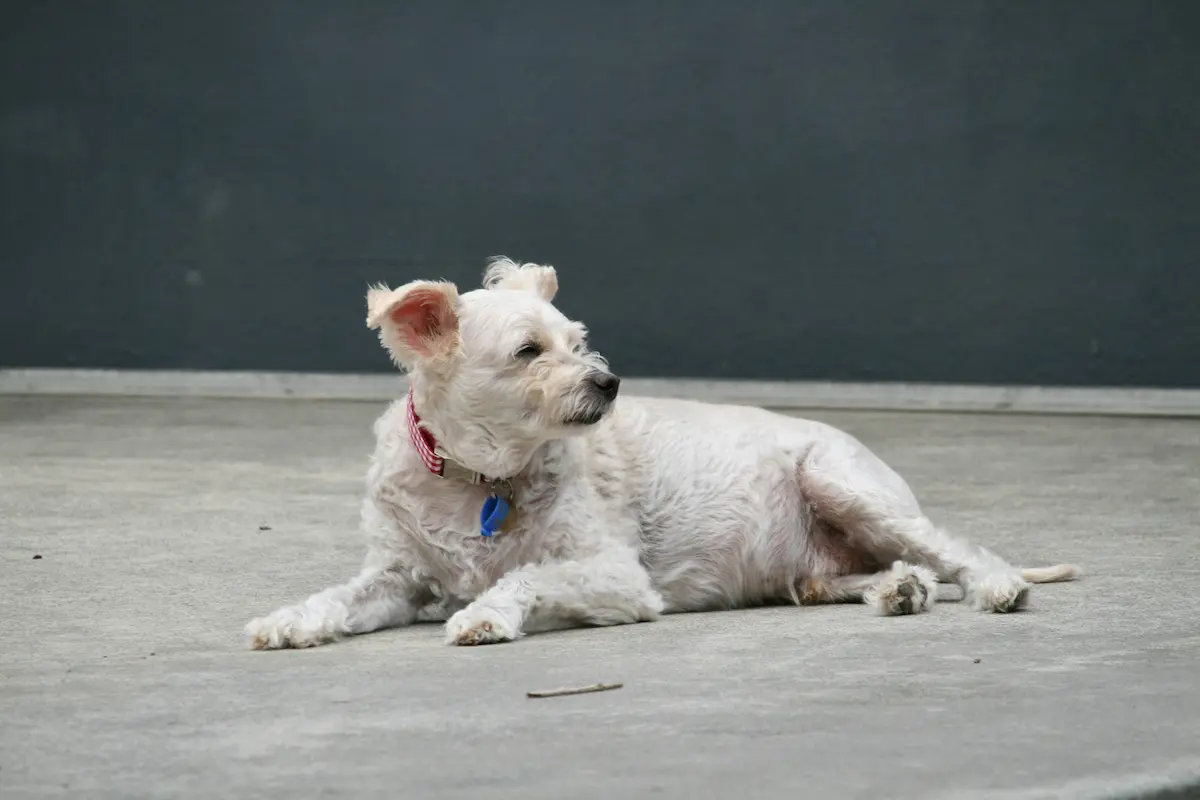 Best Dog Food for Senior Dogs 2026 — Vet-Recommended Options — featured image