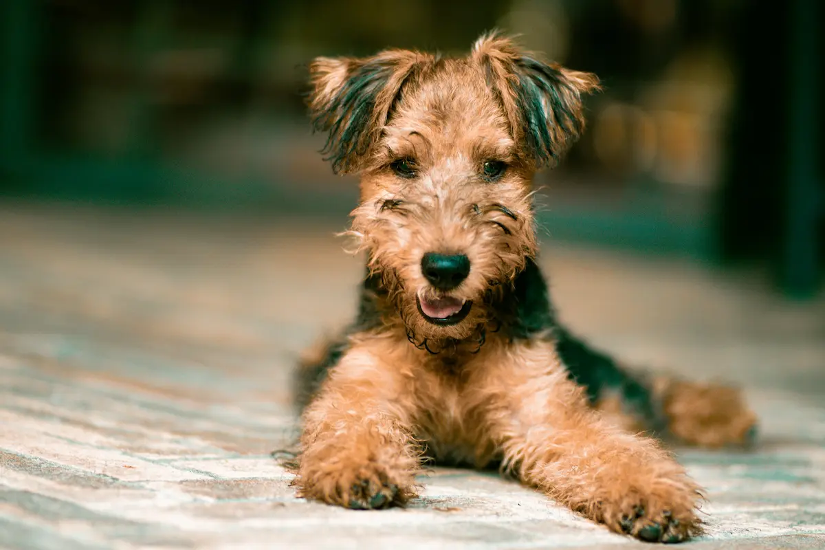Best Dog Food Without Chicken 2026 — Vet-Recommended Picks — featured image